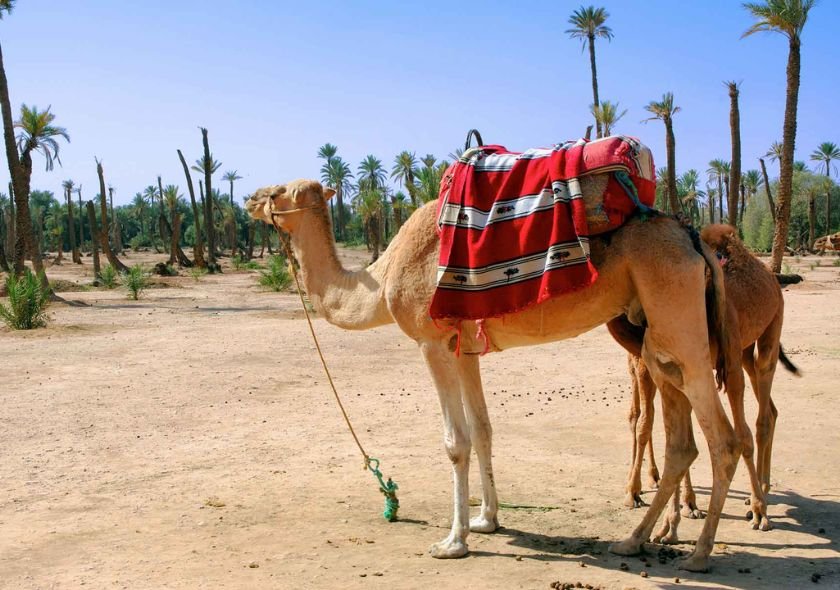 Berber-style camel safari in Marrakech Palmeraie
