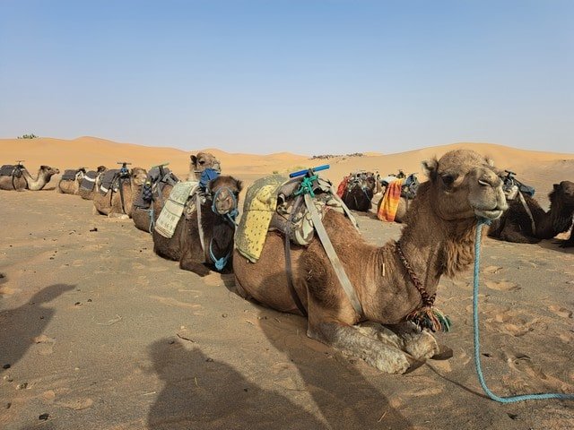 Sahara camel trek
