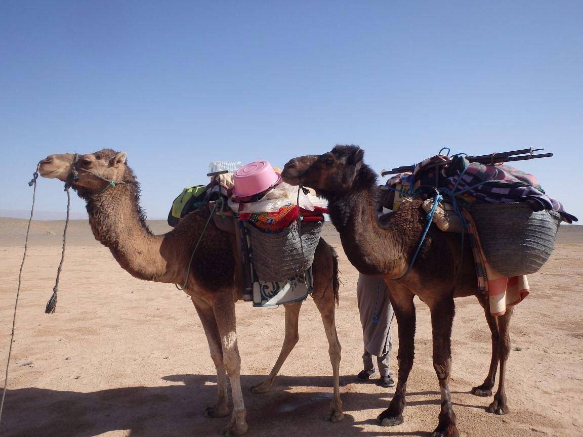 Camel ride in Merzouga