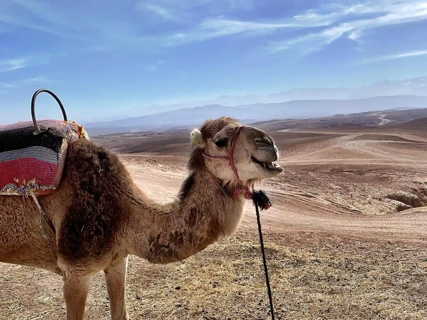 Camel ride Agafay