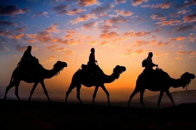 Camel safari Morocco