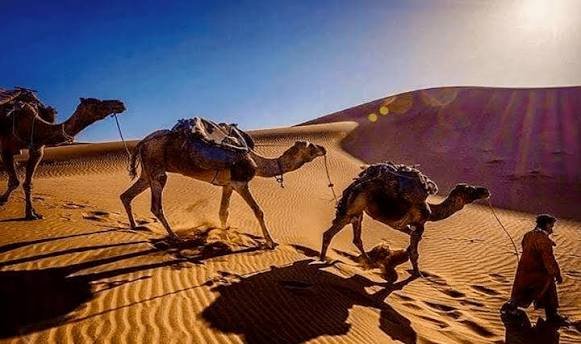 Camel trekking in Merzouga
