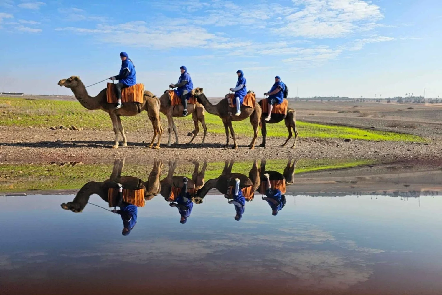 Palm grove camel ride